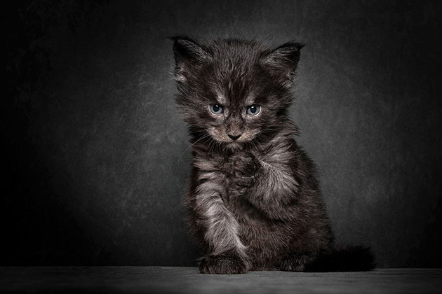 maine-coon-cat-photography