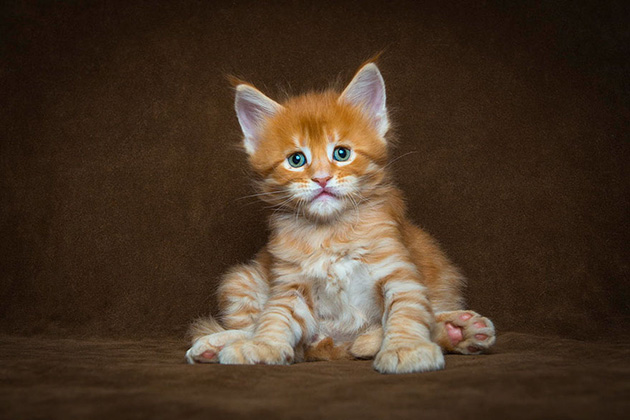 maine-coon-cat-photography
