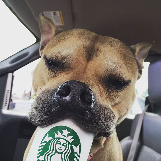 shelter-takes-dogs-puppuccinos-starbucks