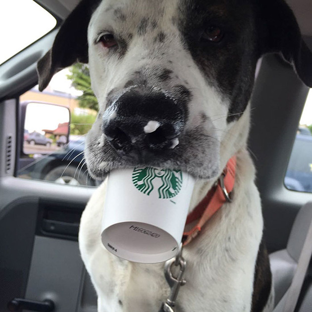 shelter-takes-dogs-puppuccinos-starbucks