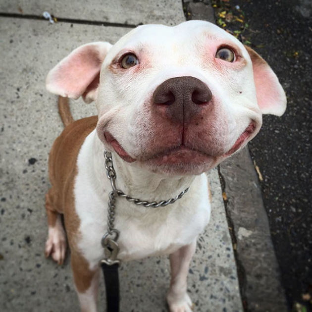 smiling-dog-stray-pit-bull-adopted-brinks