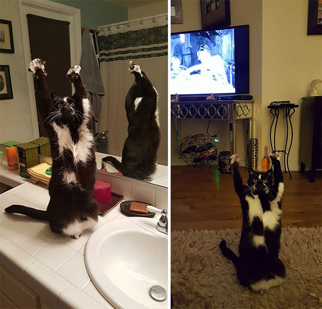 standing-cat-keys-goal-kitty-10