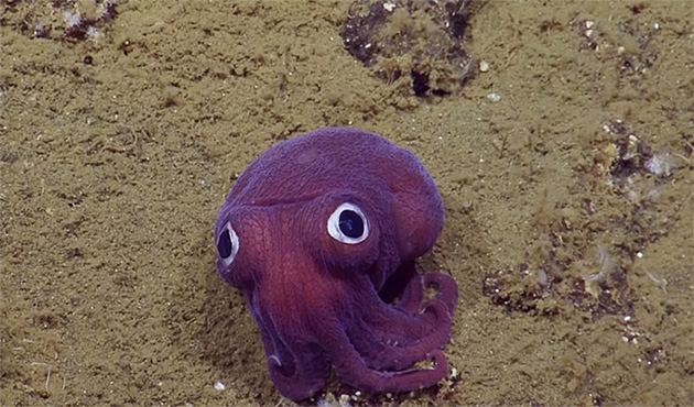 stubby squid googly eyes