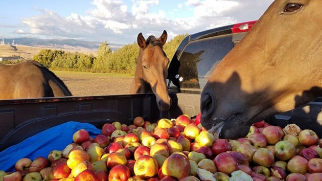 03-horses-apples