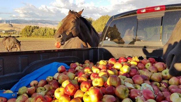 05-horses-apples