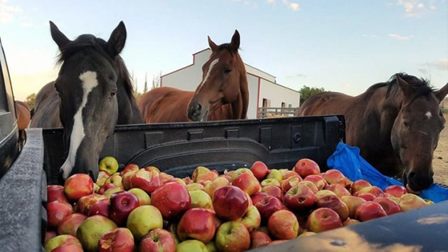 06-horses-apples