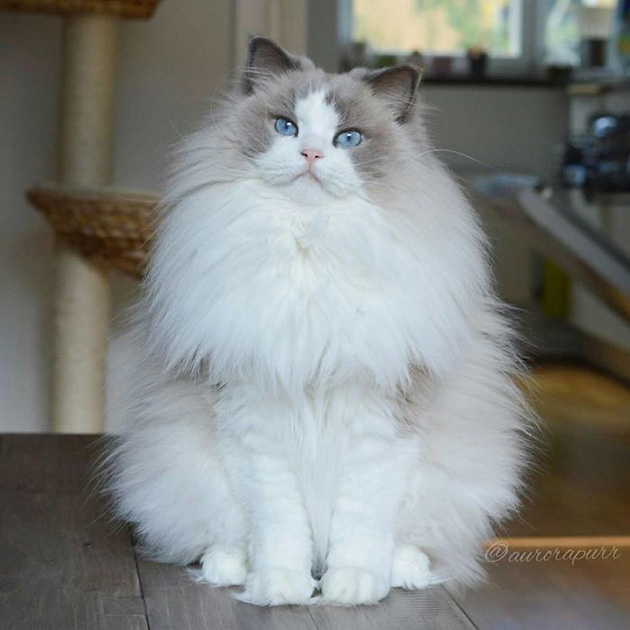 The Fluffy Cat Princess
