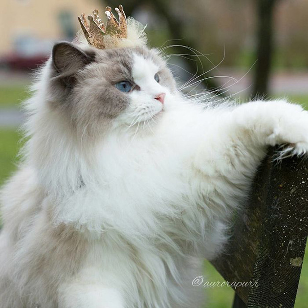 The Fluffy Cat Princess