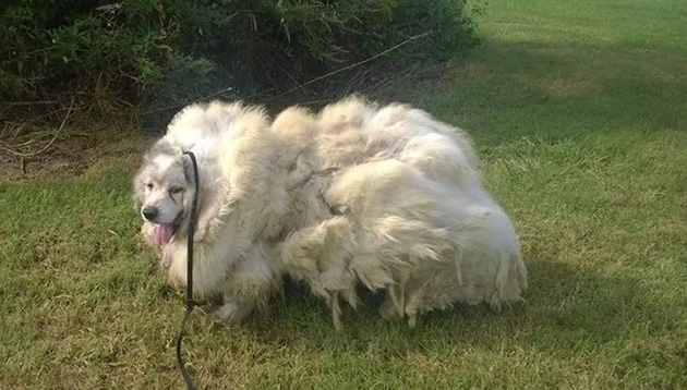dog-35-pounds-1