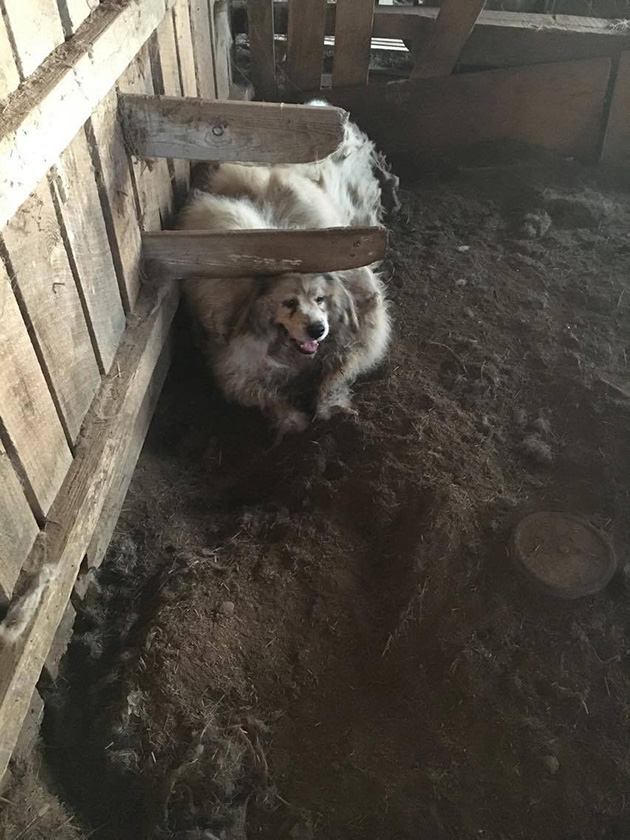 dog-35-pounds-2