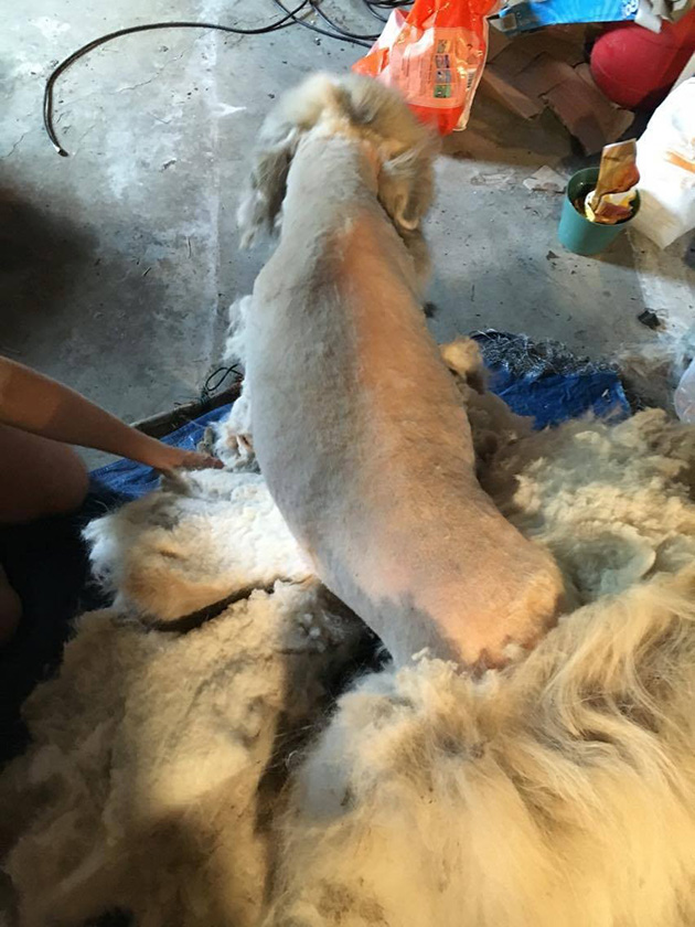 dog-35-pounds-3