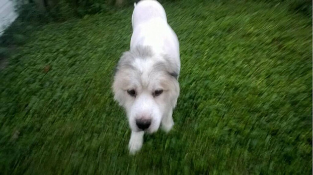 dog-35-pounds-4