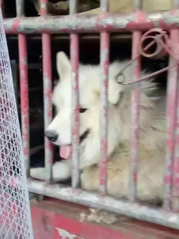 dogs-3