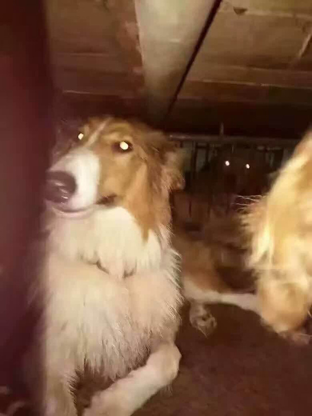 dogs-4