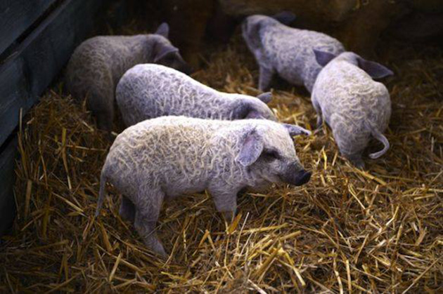 pig-sheep
