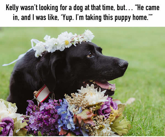 this-15-year-old-dog-lived-just-long-enough-to-see-his-human-get-married_02