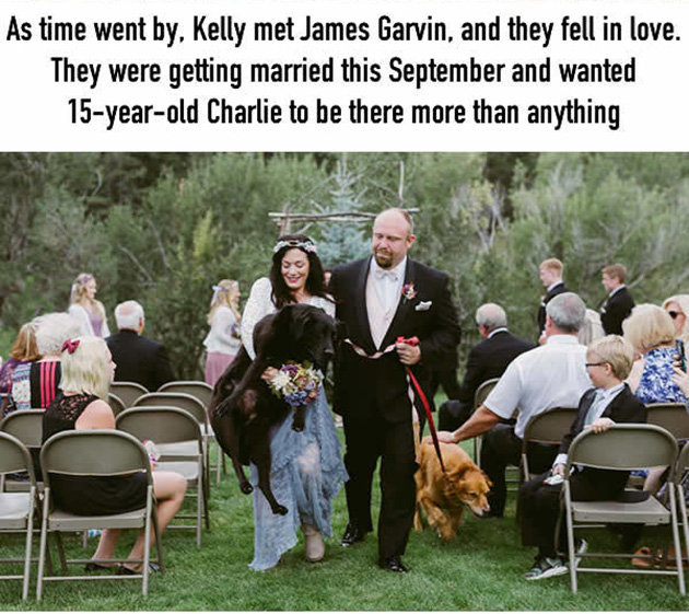 this-15-year-old-dog-lived-just-long-enough-to-see-his-human-get-married_03
