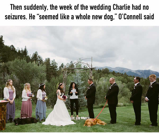 this-15-year-old-dog-lived-just-long-enough-to-see-his-human-get-married_05