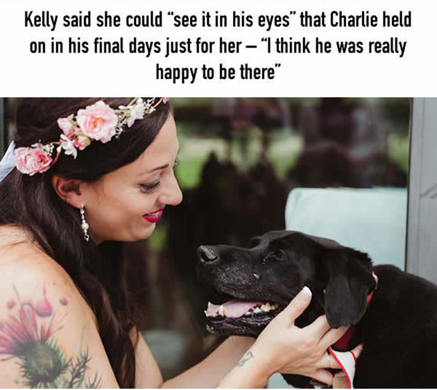 this-15-year-old-dog-lived-just-long-enough-to-see-his-human-get-married_08