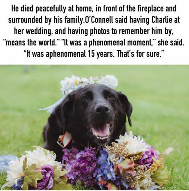 this-15-year-old-dog-lived-just-long-enough-to-see-his-human-get-married_09