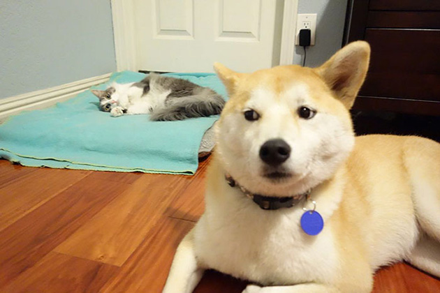 cats-stealing-dog-beds
