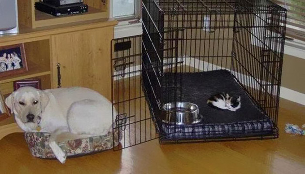 cats-stealing-dog-beds