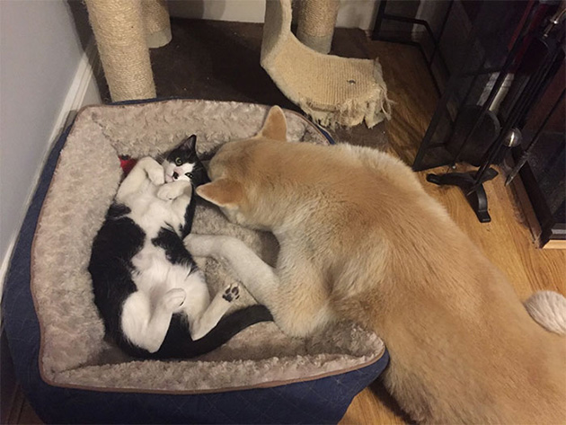 cats-stealing-dog-beds