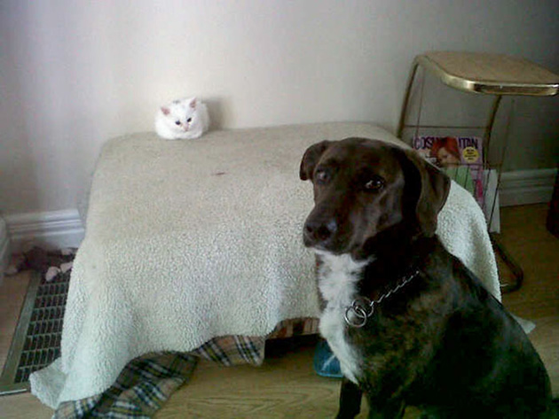 cats-stealing-dog-beds