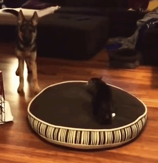 cats-stealing-dog-beds