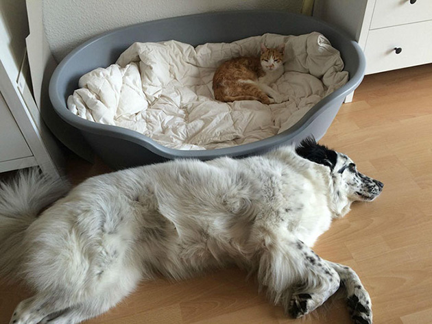 cats-stealing-dog-beds