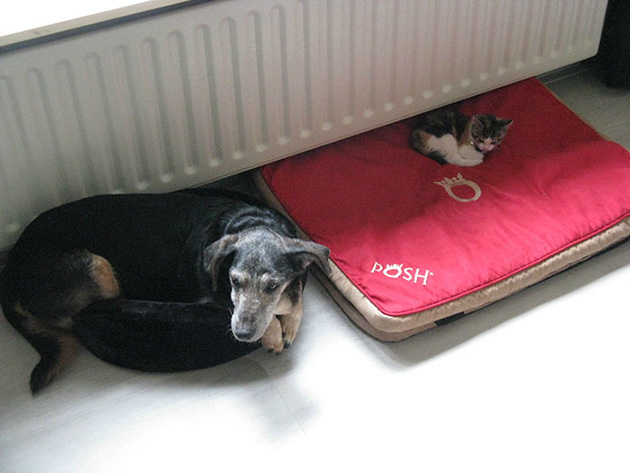 cats-stealing-dog-beds