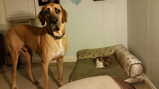 cats-stealing-dog-beds