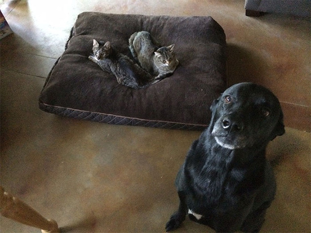 cats-stealing-dog-beds