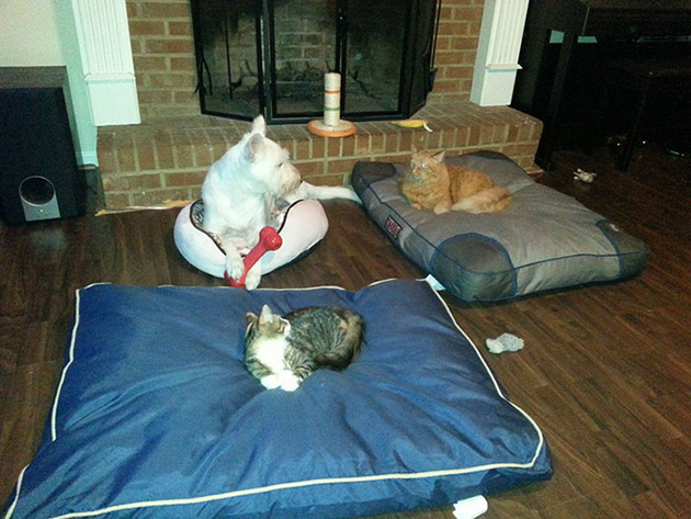 cats-stealing-dog-beds