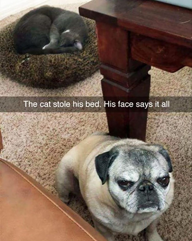cats-stealing-dog-beds