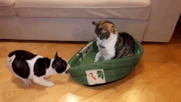 cats-stealing-dog-beds