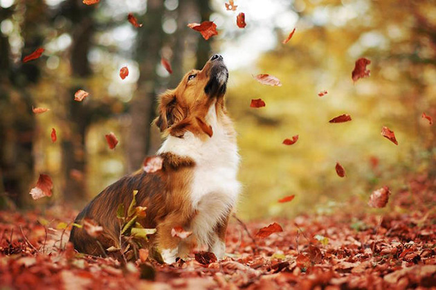 expressive-dog-portraits