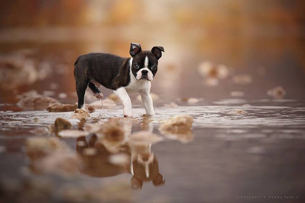 expressive-dog-portraits
