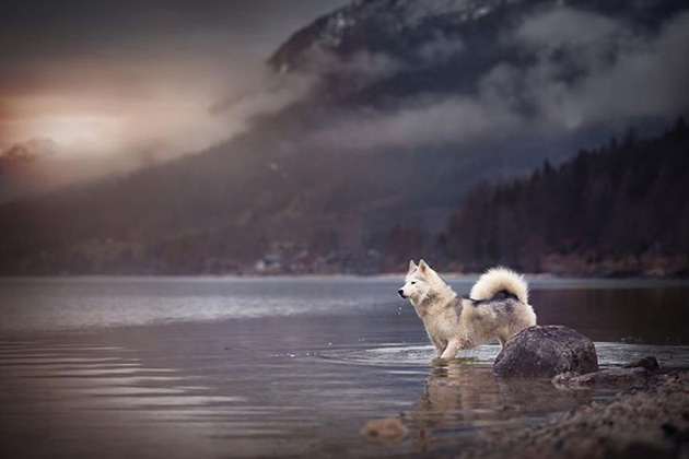 expressive-dog-portraits