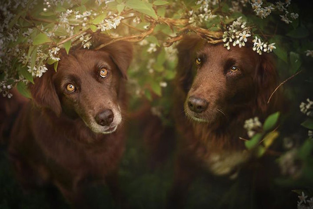 expressive-dog-portraits