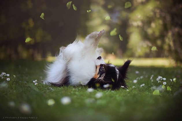 expressive-dog-portraits