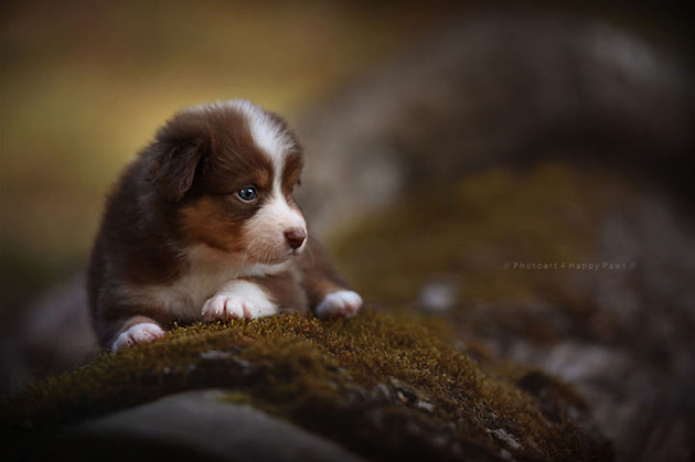 expressive-dog-portraits