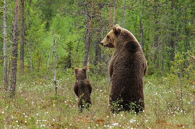 mother-bear-cubs-animal-parenting