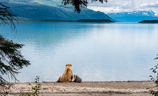 mother-bear-cubs-animal-parenting
