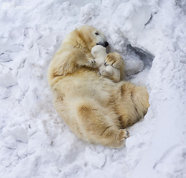 mother-bear-cubs-animal-parenting