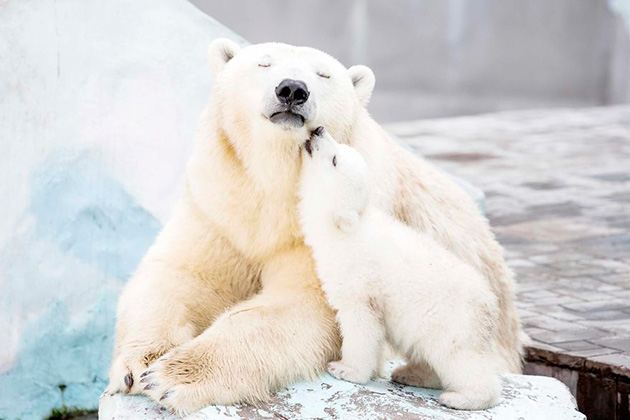 mother-bear-cubs-animal-parenting