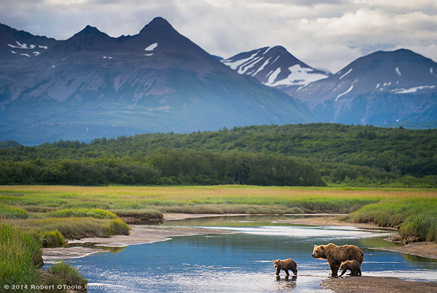 mother-bear-cubs-animal-parenting