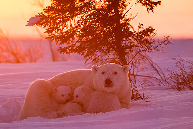 mother-bear-cubs-animal-parenting