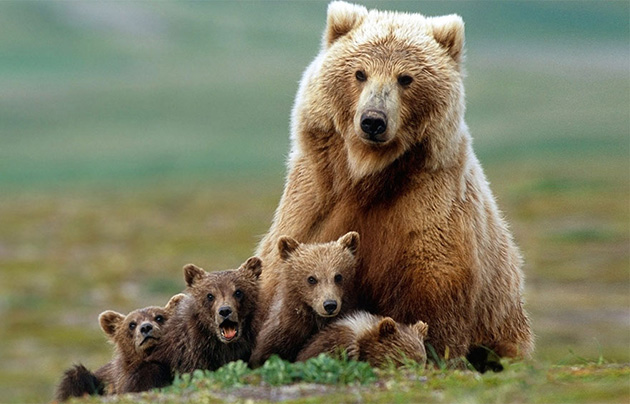 mother-bear-cubs-animal-parenting