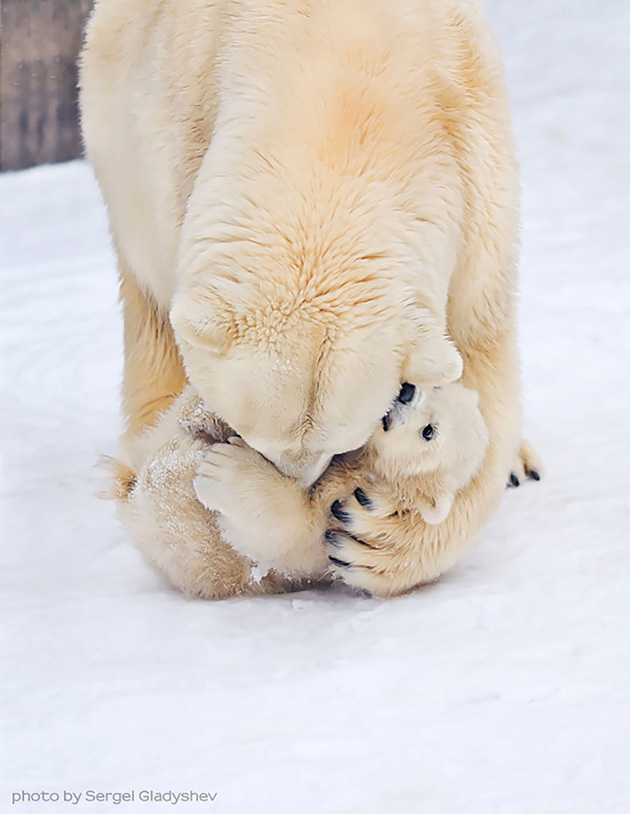 mother-bear-cubs-animal-parenting